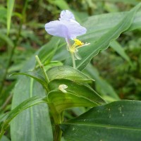 Commelina undulata R.Br.